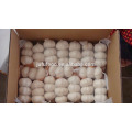 2018 First Grade Chinese normal white garlic factory wholesale price